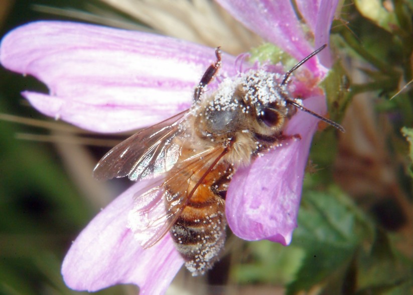 Api, malva e insetto rossonero